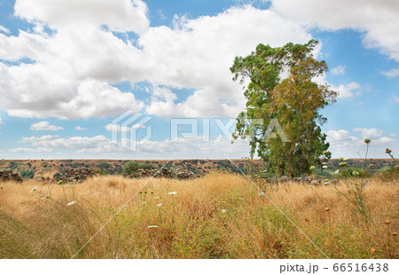 Yellow field against the backdrop of beautiful 66516438