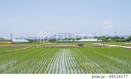 農業 米 自然 66516577