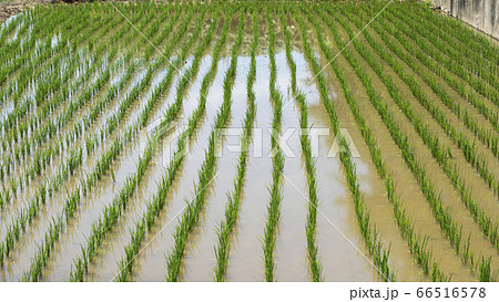 農業 米 自然 66516578
