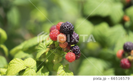 緑 緑色 自然 66516579