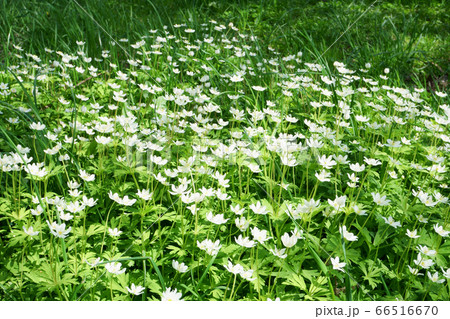 北海道　ニリンソウ 66516670