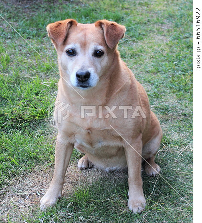 ペット～飼い主を見つめる瞳～ 66516922