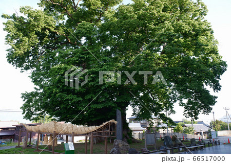 山形 東根の大欅 山形 東根の大欅 66517000