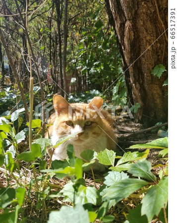 自然 猫 屋外 66517391
