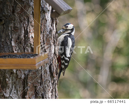 Close up male bird The great spotted woodpecker, Dendrocopos major perched on the larch tree trunk with the bird feeder table with sunflower seed. Selective focus. 66517441