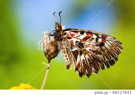 Colorful southern festoon sitting with wings closed in vivid nature 66517641