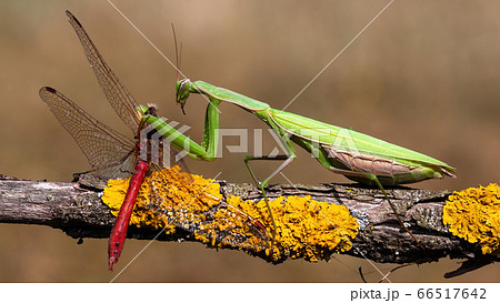 European mantis feeding on red dragonfly in summer nature 66517642