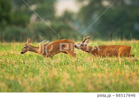Courtship of male and female roe deer in pairing season Courtship of male and female roe deer in pairing season 66517646