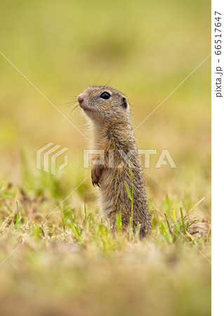 Curious european ground squirrel standing on back legs and looking around in summer nature Curious european ground squirrel standing on back legs and looking around in summer nature 66517647