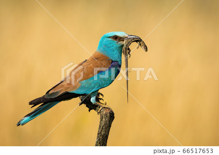 european roller siting still with reptile in beak from side view european roller siting still with reptile in beak from side view 66517653