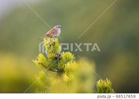 Dunnock sitting on top of scrub branch with green needles in summer nature Dunnock sitting on top of scrub branch with green needles in summer nature 66517659