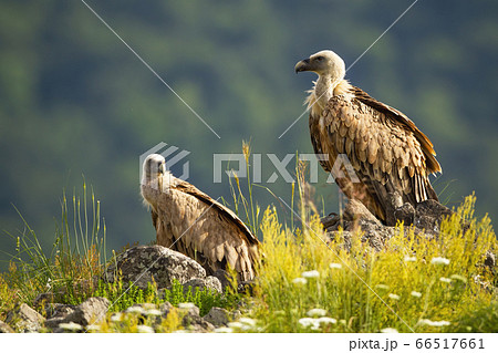 Two griffon vultures resting on rock on edge of mountain peak Two griffon vultures resting on rock on edge of mountain peak 66517661