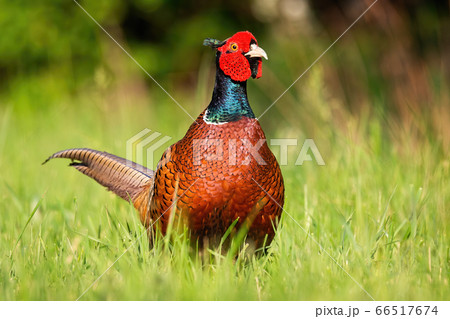 Common pheasant cock standing sunlit on a meadow with green grass 66517674