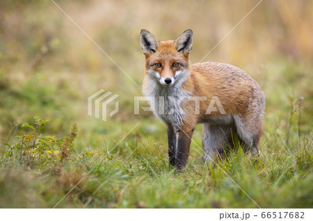 Gentle red fox looking into camera in autumn nature 66517682