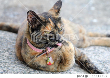 手をペロペロするサビ猫 手をペロペロするサビ猫 66517705