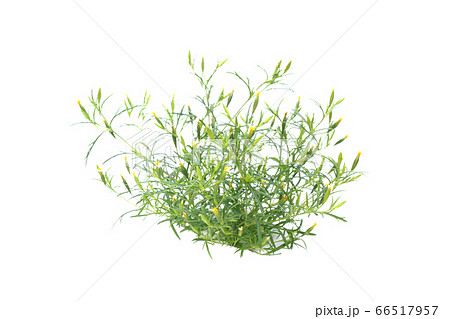 マリーゴールドドロップショット 66517957