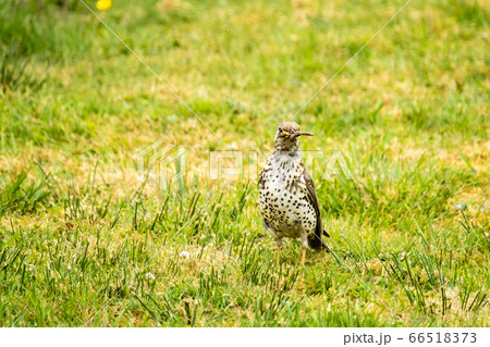 Kestrel catching worms on a lawn in County Donegal - Ireland. Kestrel catching worms on a lawn in County Donegal - Ireland. 66518373