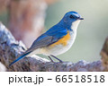 ルリビタキ 66518518
