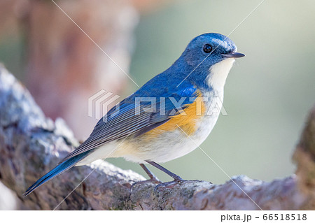 ルリビタキ 66518518