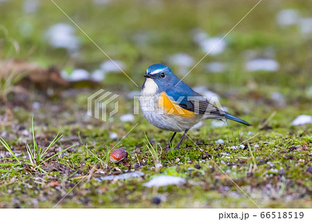 ルリビタキ 66518519