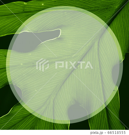 Tropical green leaf with lines along the leaf in a 66518555