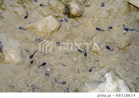 frog tadpole in a swamp 66518614