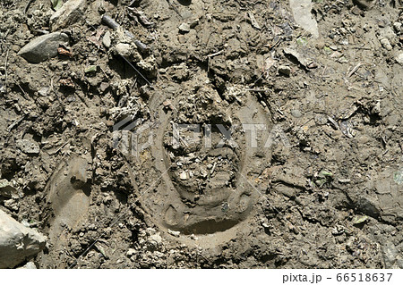 horseshoe foot on mud horseshoe foot on mud 66518637