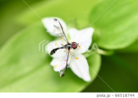 ツマグロコシボソハナアブ 66518744