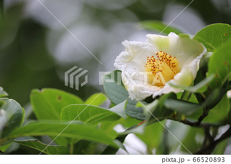 沙羅双樹の花の写真素材 6653