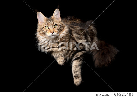 maine coon cat 66521489