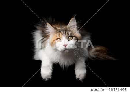 maine coon cat 66521493