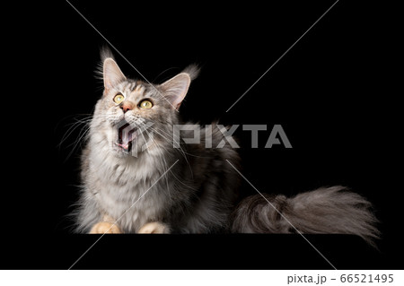 maine coon cat 66521495