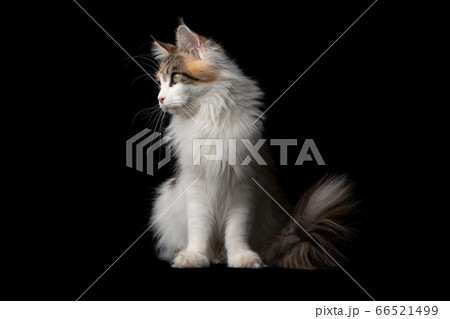 maine coon cat 66521499