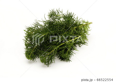 ハママーチ（リュウキュウヨモギ） 66522554