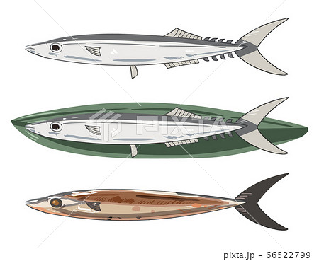 さんまのイラスト素材