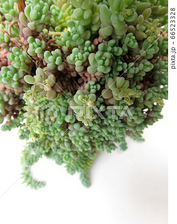 セダム丼 66523328