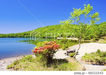 ツツジ咲く初夏の小沼 66523343
