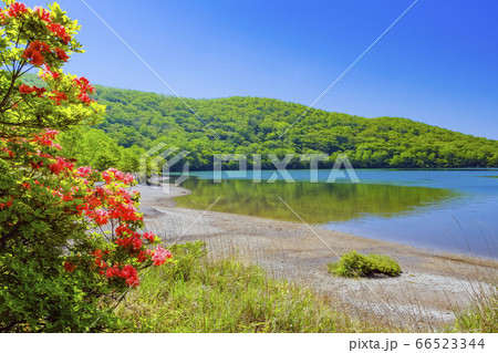 ツツジと初夏の赤城小沼 66523344