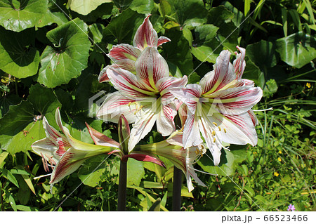 アマリリスの花の写真素材