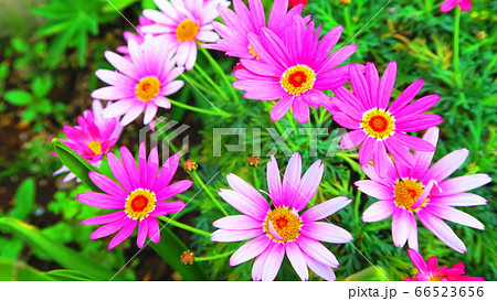 マーガレットの花 66523656