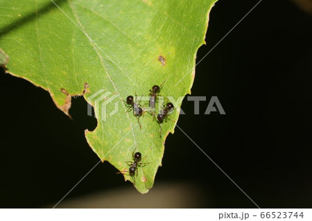 アミメアリの行列 66523744