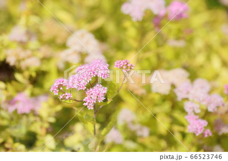 シモツケソウの花 シモツケソウの花 66523746