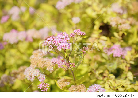 シモツケソウの花 シモツケソウの花 66523747