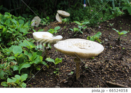 白い大きなきのこ 66524058