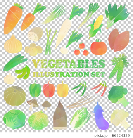 野菜の水彩イラストセット 野菜の水彩イラストセット 66524329