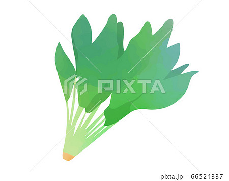 ホウレンソウの水彩イラストのイラスト素材