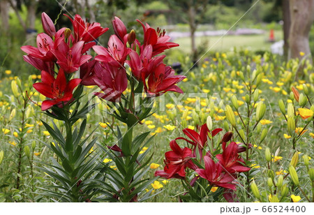 黄色のユリ群生を背景に赤いユリの花の写真素材