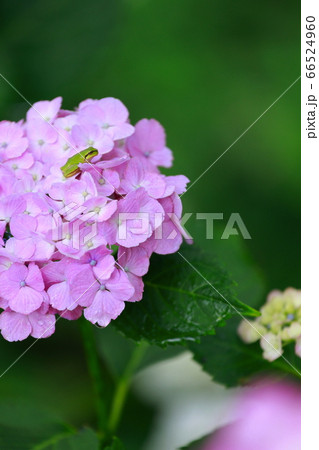 カエル カエル 66524960