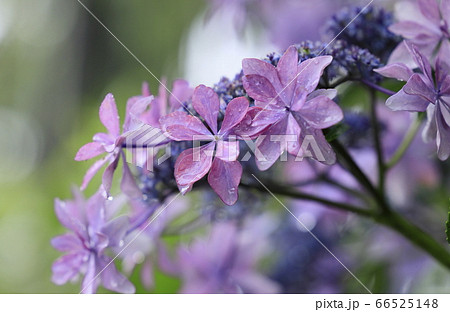 雨に耐えピンクの花を咲かす紫陽花の写真素材