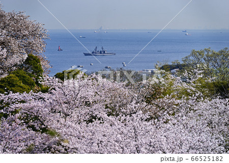 桜と護衛艦【神奈川県立塚山公園】船ピント 66525182